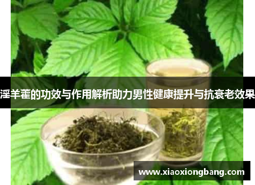 淫羊藿的功效与作用解析助力男性健康提升与抗衰老效果