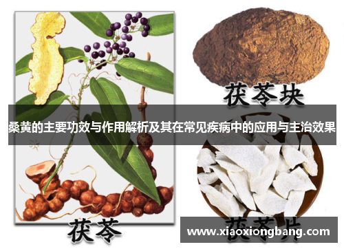 桑黄的主要功效与作用解析及其在常见疾病中的应用与主治效果